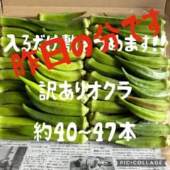 ⚠️必ず本文をお読みください⚠️ 指宿産 訳あり オクラのサムネイル