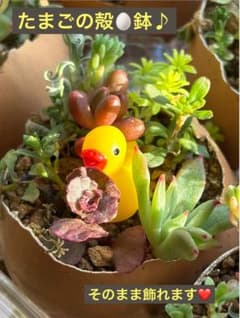 セダム寄せ植え♡たまご鉢とアヒルちゃん付♪のサムネイル