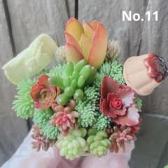 No.11❤︎多肉植物セダム系❤︎カット苗❤︎チマ寄せ植え♥カップ土