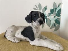 イタリアカスターニャ犬の置物 インテリア オブジェのサムネイル