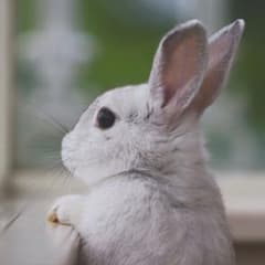 モフモ様　専用ページのサムネイル