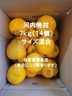 【最終値下げ】（今季最終出荷1箱）河内晩柑　木成り家庭用 7kg14個　熊本県産のサムネイル
