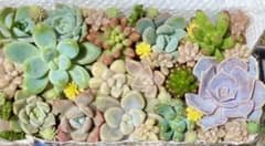 SALE！多肉植物♡カット苗♡詰め合わせ♡セダム♡韓国苗♡アップルベリーのサムネイル