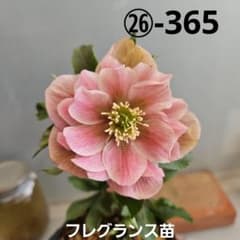 hana様にご提案苗㉖-365クリスマスローズ - メルカリ