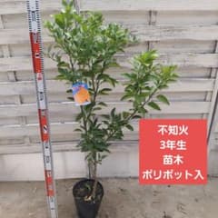 不知火 3年生 苗木 ポリポット入りのサムネイル