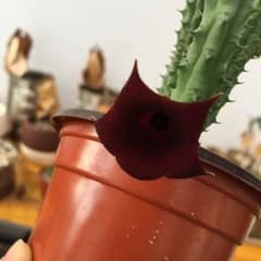 もじさん専用✿キモいお花の咲く種類セットのサムネイル