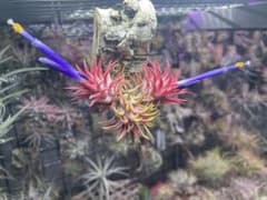 Tillandsia ionantha 'Dwarf Clone'のサムネイル