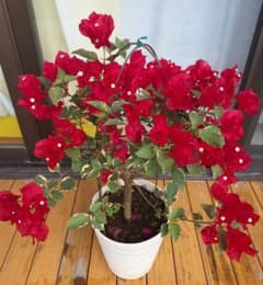 ブーゲンビリア　オレンジ斑入り　希少　No16　らくらくメルカリ便発送‼️ ブーゲンビリア オレンジ斑入り 希少 No16 らくらくメルカリ便発送