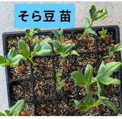 大粒そら豆苗 3株 無農薬栽培