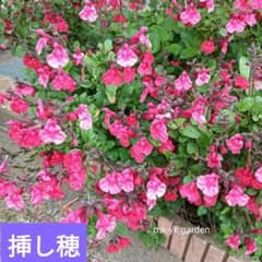 チェリーセージ 挿し穂 4本 多花性 希少 ハーブ 苗 ツートンカラー