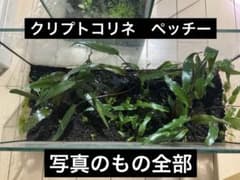 クリプトコリネ　ペッチー　10株以上のサムネイル