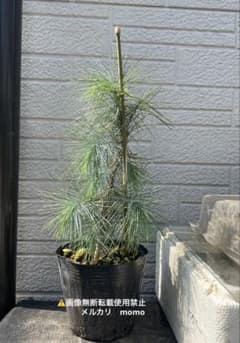 マルチネスピニョンマツ　ピニョン松　ドライガーデン マルチネスピニョンマツ ピニョン松 ピニョンマツ ドライ