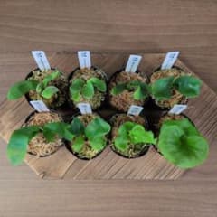 限定出品】胞子培養8株セット/ビカクシダ - メルカリ