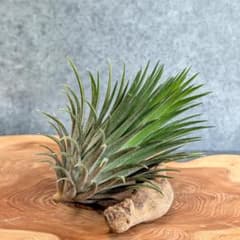 [ 送料無料 ] 特大 イオナンタ (ionantha)のサムネイル