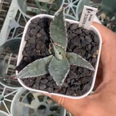 アガベ A-38特白肌怒雷神×屈原 Hu Plantsタグ付き - メルカリ