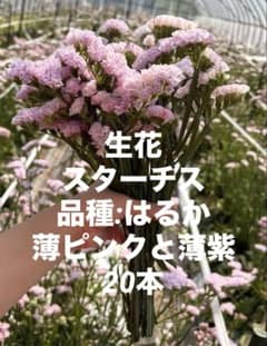 生花 スターチス 淡いピンクと薄紫 20本 残りわずか ドライフラワーにものサムネイル