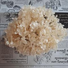 新品☆週末セール中大地農園ソフトアナベルヘッド☆オフホワイト　おまけ付きのサムネイル