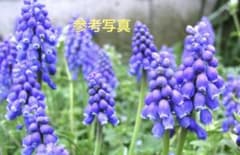 ムスカリ球根 10個セットのサムネイル