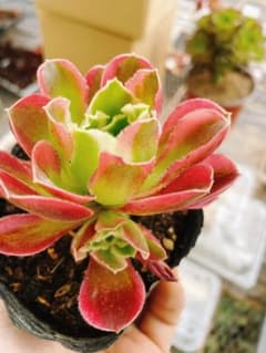 氷珠玉露 レア多肉 斑入り 発色良好 抜き苗 - メルカリ