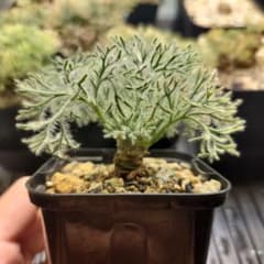 モンソニア ムルチフィダ 実生株 速達込み 鉢ごと発送 - メルカリ