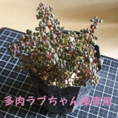 多肉ラブちゃん様専用♡グロボーサ&茜の塔錦のサムネイル