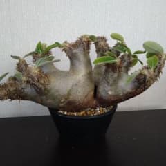 ●レア種 現地株 Pachypodium enigmaticum. m74453586921_1.jpg?1683759225