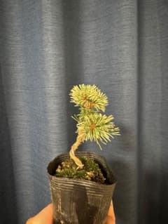 五葉松 花火 伊豆の花火 盆栽 班入り - メルカリ