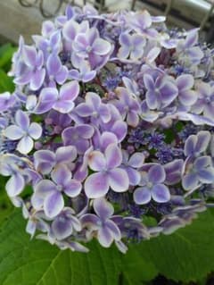 紫陽花　挿し木2本のサムネイル