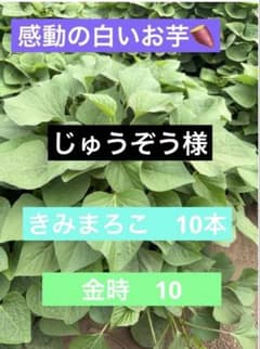 さつまいも苗のサムネイル
