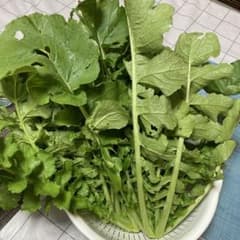 無農薬！新鮮大根葉のサムネイル