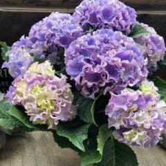 ○ポットごと♡コーラルリーフ♡5号♡紫陽花♡アジサイ♡カップ咲き