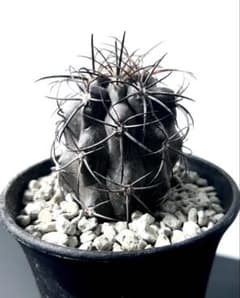 超希少、コレクター】コピアポア グリセオビオラセア 現地球カキコ