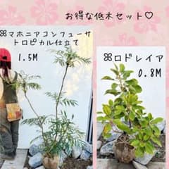 大人気常緑低木2本セット。マホニアコンフューサ1.5Mロドレイア0.8MセットA 大人気常緑低木2本セット。マホニアコンフューサ1.5Mロドレイア0.8M