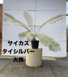 サイカス タイシルバー 大株 - メルカリ