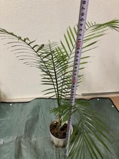 ヒメココスヤシのサムネイル