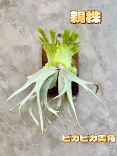 P.wilinckii JGS 中株　ビカクシダ ビカクシダ P.Willinckii wild from Cianjur West Java | opossum