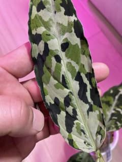アグラオネマピクタムAZ便のサムネイル