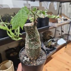 超激レア 発根済 ゴツ肌 アデニアSP クリスタルグリーン - メルカリ