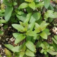 ブラックペッパーミント　根付き苗　ハーブ　観葉植物　植物　多肉植物のサムネイル