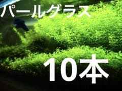 パールグラス　10本のサムネイル