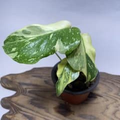 A128品種保証 【キング】モンステラ ギングエレクトロライト 美株