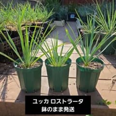 ユッカロストラータ国内実生株　鉢のまま発送 Ｇ 送料込み】ユッカ ロストラータ 3株セット 鉢のまま発送 - メルカリ