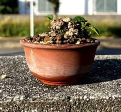 イボオオハマボウ 盆栽 塊根植物 - メルカリ