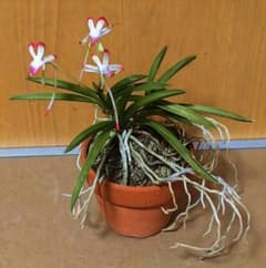 【♪余剰苗特売市♪】富貴蘭　羆（小野系）① ♪余剰苗特売市♪】富貴蘭 羆（小野系）① 【公式通販】