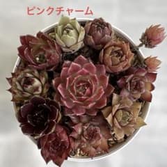 センペルビウム 11種類 - メルカリ