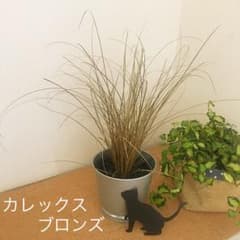 カレックス　　ブロンズのサムネイル