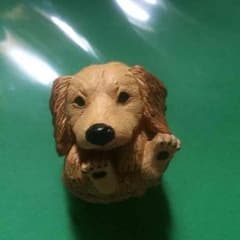 まんまるミニチュアダックスフンドのサムネイル