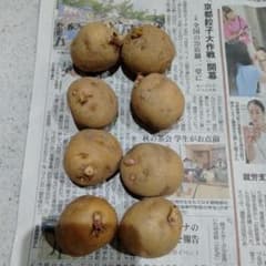 北あかり 種芋 8玉 芽出し済み - メルカリ