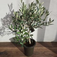 P 様専用 SOUJU オリーブ ミッション 苗木 5号 - メルカリ
