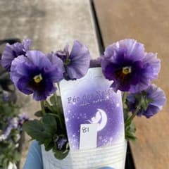 激レア パンジー フェデネージュ ムーンライト 同梱推奨 番号指定可能